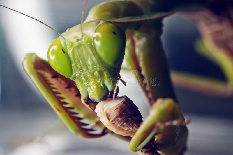 Colpo a macroistruzione di un mantis di preghiera che mangia un grillo