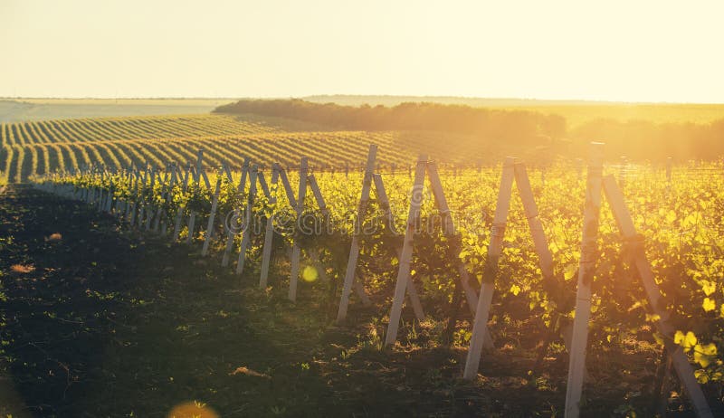 Colpo panoramico di una vigna di estate al tramonto immagine stock libera da diritti Colpo panoramico di una vigna di estate al tramonto immagine stock libera da diritti