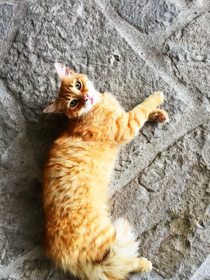 Colpo schietto di Tabby Cat arancio con gli occhi verdi immagine stock libera da diritti Colpo schietto di Tabby Cat arancio con gli occhi verdi immagine stock libera da diritti
