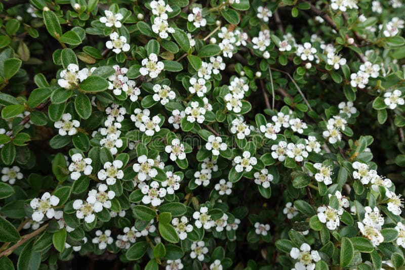 Colpo vicino dei fiori bianchi dei horizontalis di Cotoneaster