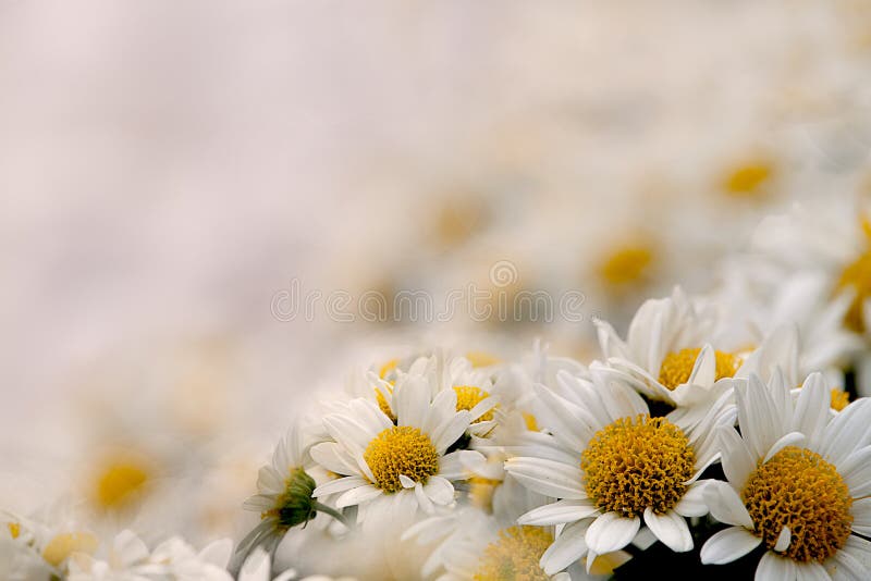 Colsed up chrysanthemum