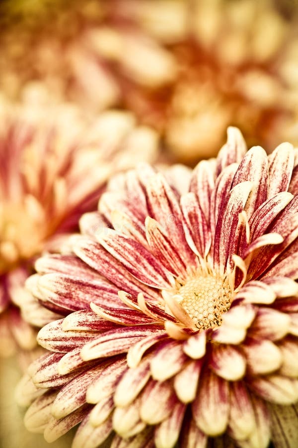 Colsed up chrysanthemum with butterfly