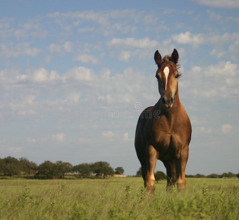 Colt in Pasture