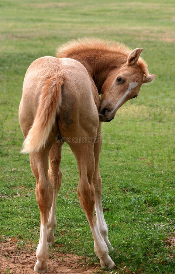 Colt Scratching Itch