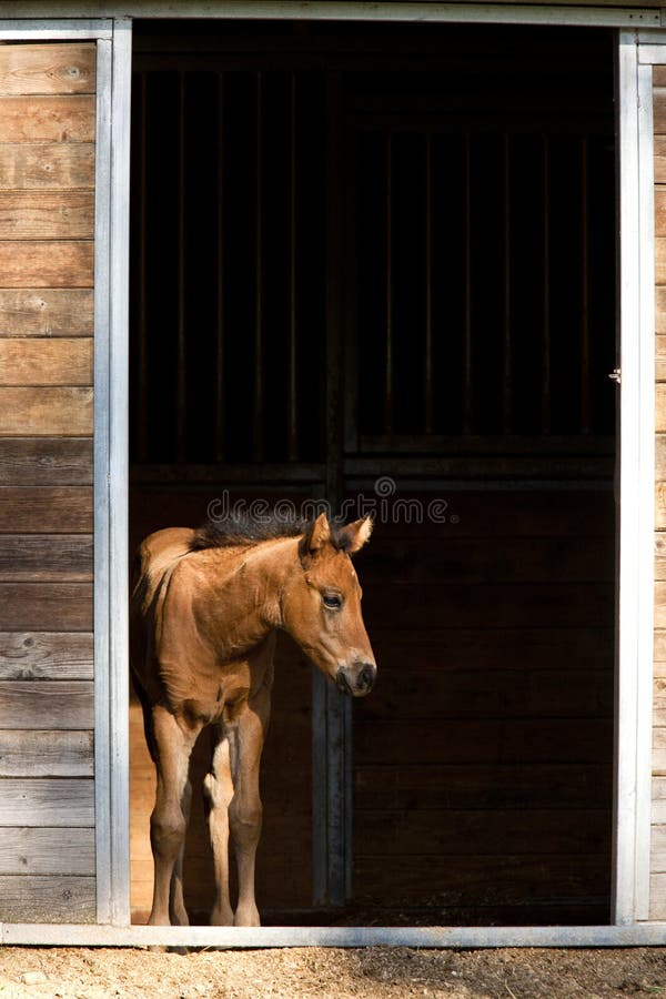Colt waits by the door.