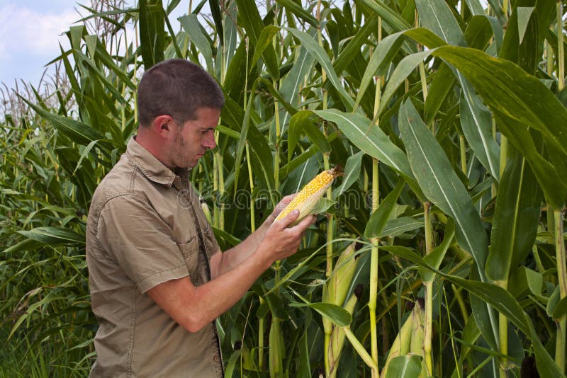 Coltivatore che controlla la raccolta del mais