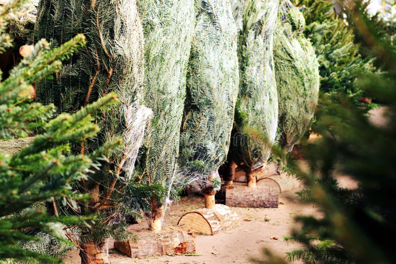 Coltivatori di compera dicembre del mercato aziendale degli alberi di Natale