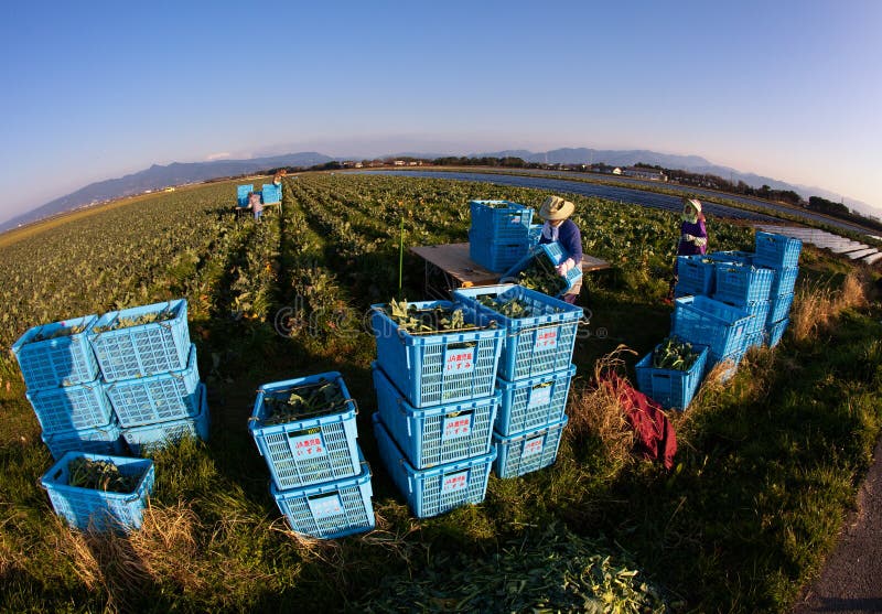Izumi, Kagoshima, Japan February 2, 2009. Japanese farmers in a field of broccoli, clothed to protect themselves from the sun, pack just picked broccoli into blue crates. Izumi, Kagoshima, Japan February 2, 2009. Japanese farmers in a field of broccoli, clothed to protect themselves from the sun, pack just picked broccoli into blue crates.