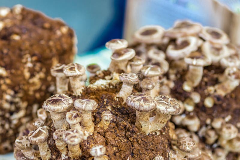 Coltivazione dei funghi fotografia stock Coltivazione dei funghi fotografia stock