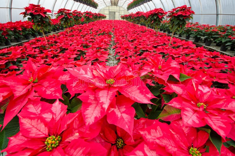 Greenhouse cultivation of poinsettias red. Greenhouse cultivation of poinsettias red