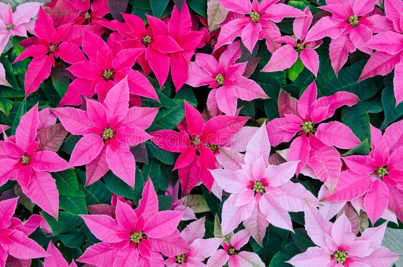 Greenhouse cultivation of poinsettias red. Greenhouse cultivation of poinsettias red