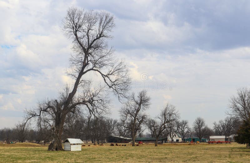 Coltivi ancora con i granai e le attrezzature in molla in anticipo con gli alberi nudi delle foglie e delle mucche nel pascolo so fotografia stock Coltivi ancora con i granai e le attrezzature in molla in anticipo con gli alberi nudi delle foglie e delle mucche nel pascolo so fotografia stock