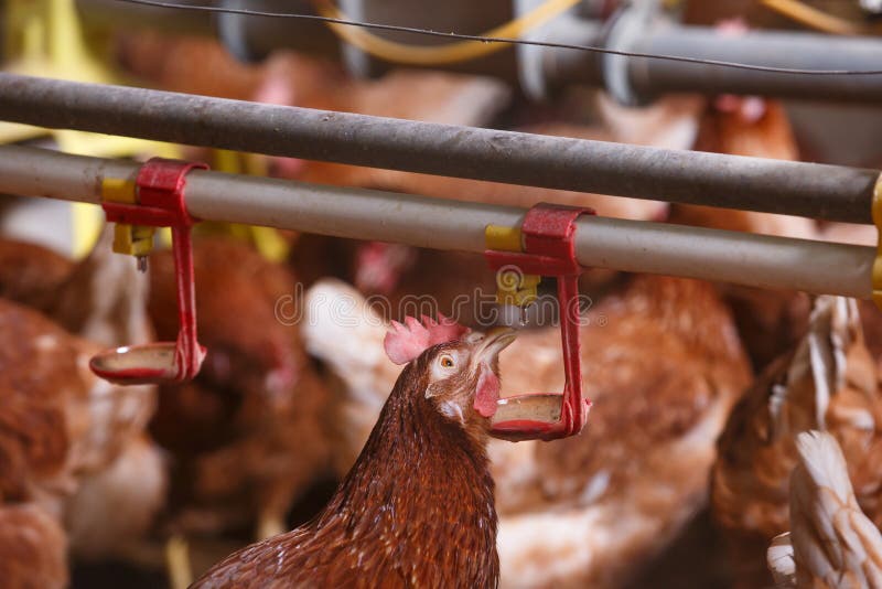 Coltivi il pollo in un granaio, bevente dall'abbeveratoio fotografia stock libera da diritti Coltivi il pollo in un granaio, bevente dall'abbeveratoio fotografia stock libera da diritti