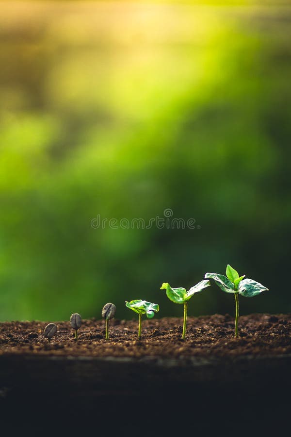 Coltivi la cura della mano della pianta del caffè della pianta dei chicchi di caffè e l'innaffiatura degli alberi che anche la lu fotografie stock libere da diritti Coltivi la cura della mano della pianta del caffè della pianta dei chicchi di caffè e l'innaffiatura degli alberi che anche la lu fotografie stock libere da diritti