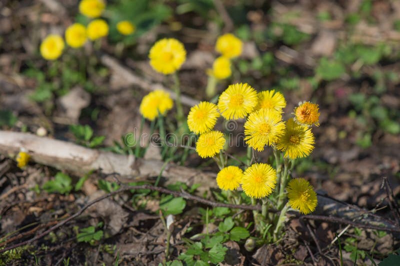 Coltsfoot giallo fotografie stock libere da diritti