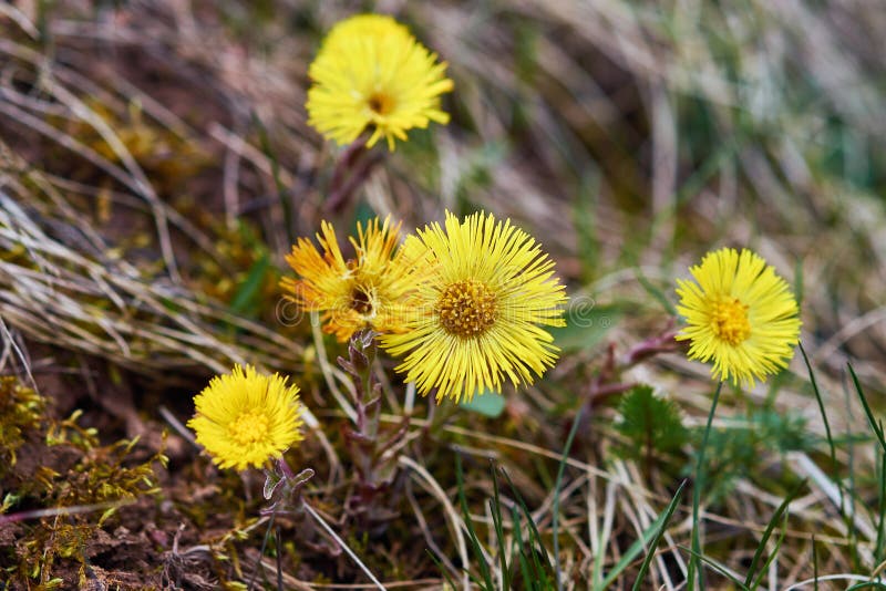 Coltsfoot giallo immagine stock