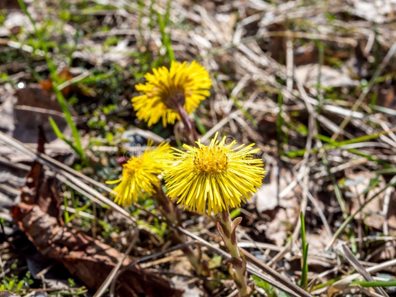 Coltsfoot tussilago farfara floreus in primavera immagine stock libera da diritti
