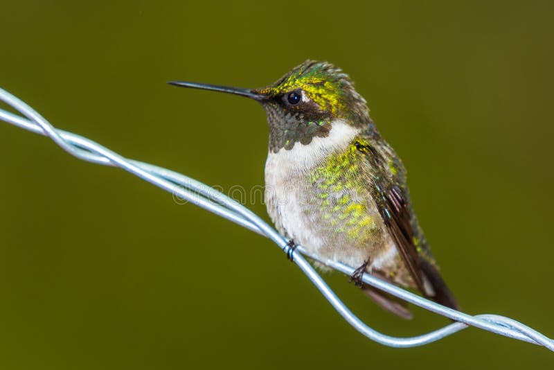 Colubris throated rouges d'Archilochus de colibri images stock Colubris throated rouges d'Archilochus de colibri images stock