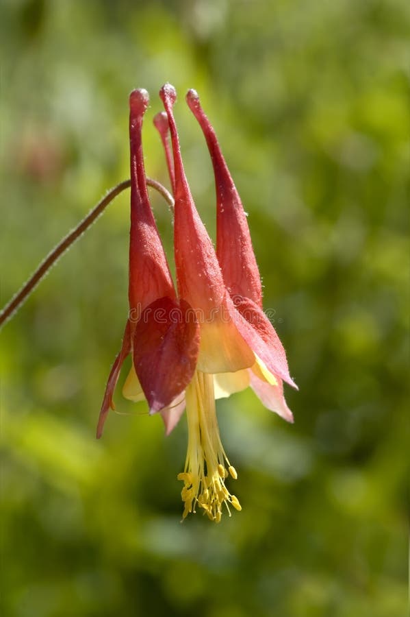 COLUMBINE FLOWER stock image. Image of wildflower, blooming - 12191639