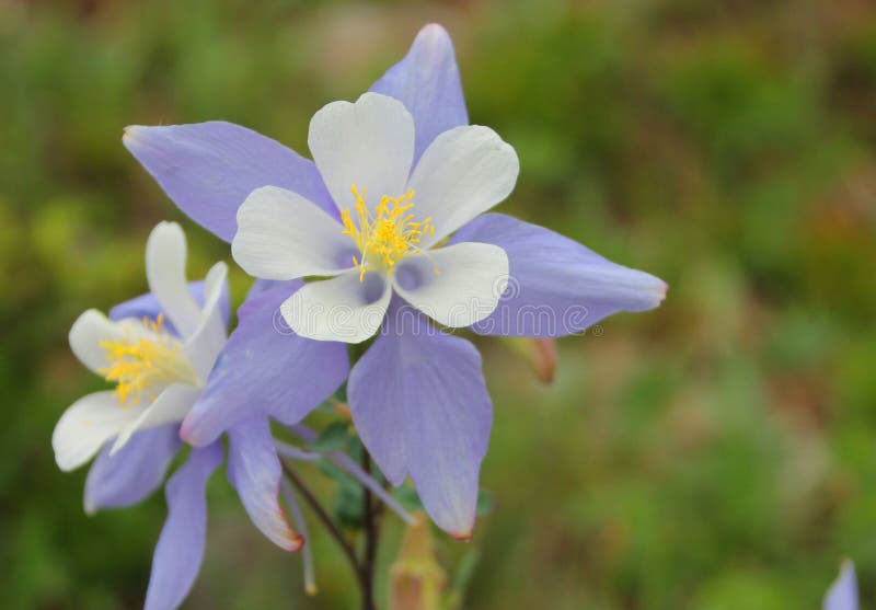 5 978 Columbine Flower Photos Free Royalty Free Stock Photos From Dreamstime