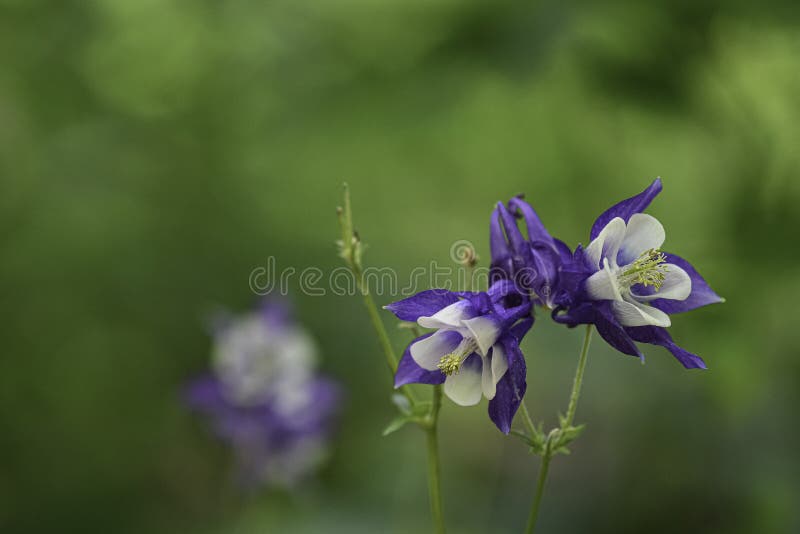 Purple and white Columbine Aquilegia flabellata flowers with a green bokeh background and negative space. Purple and white Columbine Aquilegia flabellata flowers with a green bokeh background and negative space