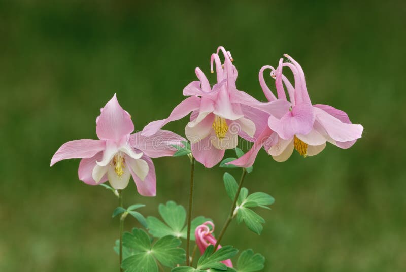 Columbine flowers. Perennial plant. Blurred natural green background, copy space. Columbine flowers. Perennial plant. Blurred natural green background, copy space.