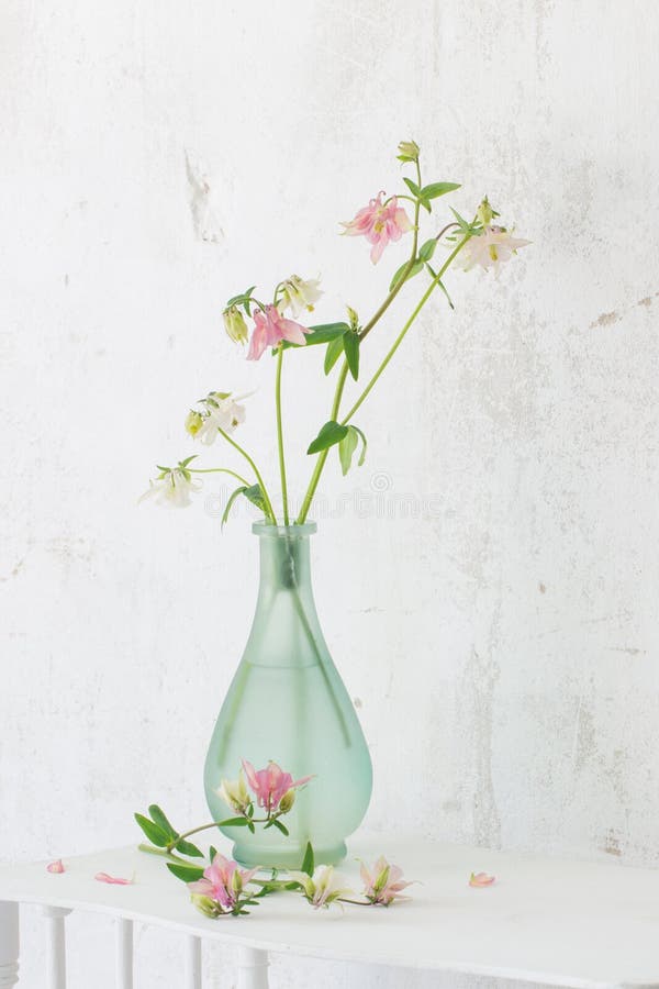 Columbine Flowers in Vase on Background Wall Stock Photo Image of