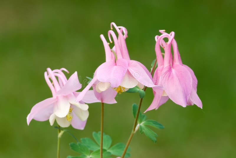 Rose columbine flowers, blured natural green background. Genus Aquilegia flabellata Rose White. Rose columbine flowers, blured natural green background. Genus Aquilegia flabellata Rose White