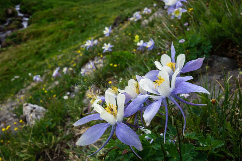 Columbines in Colorado stock images