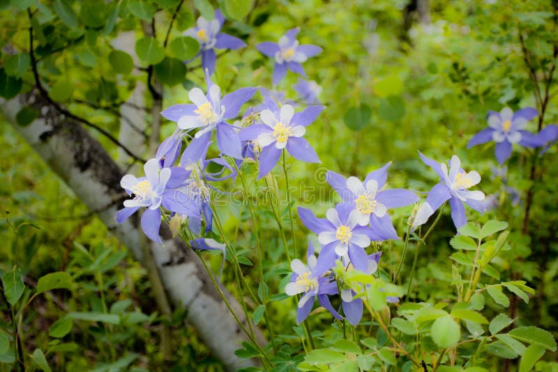 Columbines στο δάσος στοκ φωτογραφίες Columbines στο δάσος στοκ φωτογραφίες