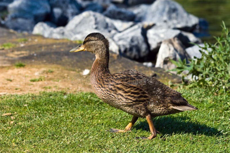 Juvenile Mallard Duck walking away from a pond. Juvenile Mallard Duck walking away from a pond.