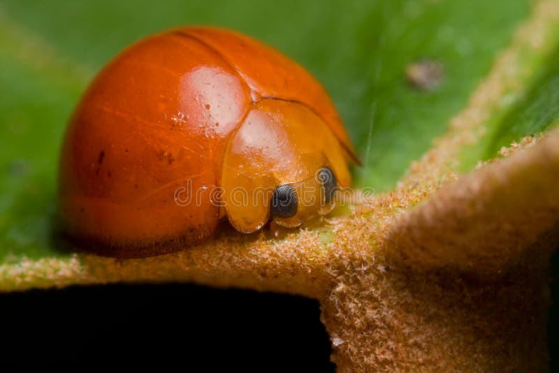 Coléoptère de coccinelle orange photos libres de droits Coléoptère de coccinelle orange photos libres de droits