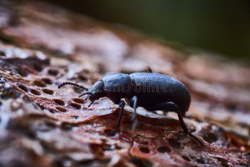 Coléoptère noir sur écorce texturée closeup. Closeup of a shiny black beetle naviguant à l'écorce texturée d'un arbre au parc d'état de smith rock oregon. capturé à la lumière naturelle cette scène intime met en lumière les détails complexes de la nature petites merveilles.