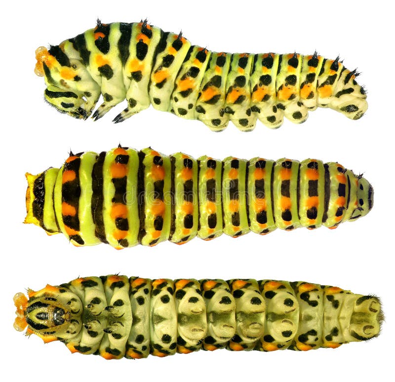 Colírio amarelo comum, Papilio machaon fotografia de stock Colírio amarelo comum, Papilio machaon fotografia de stock