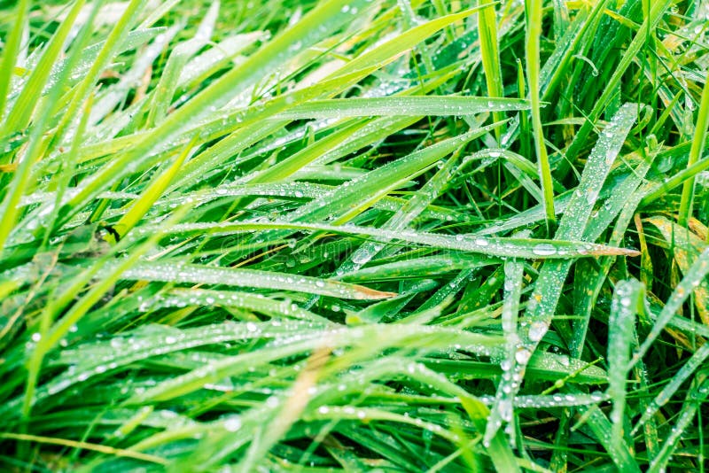 Colírio das folhas fotografia de stock