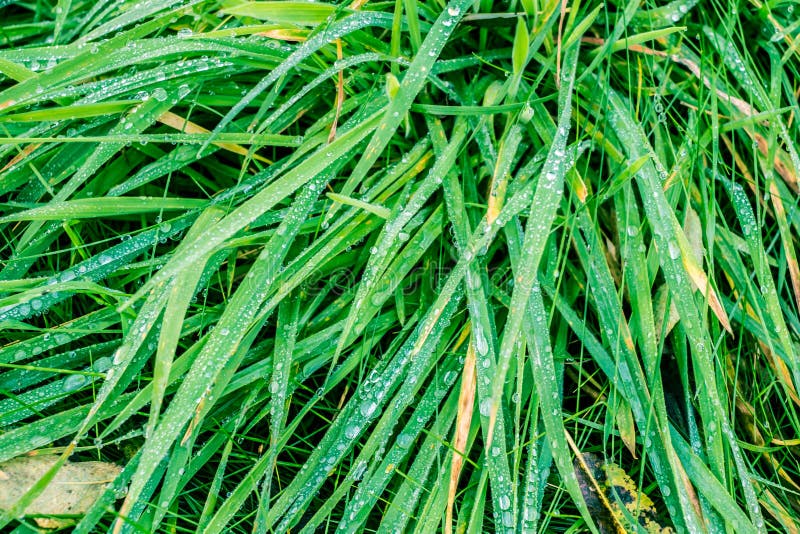 Colírio das folhas fotos de stock