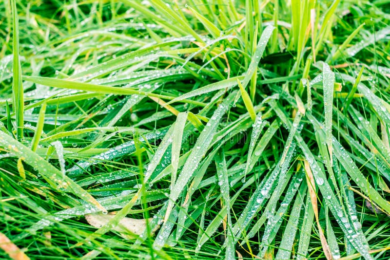 Colírio das folhas imagem de stock royalty free