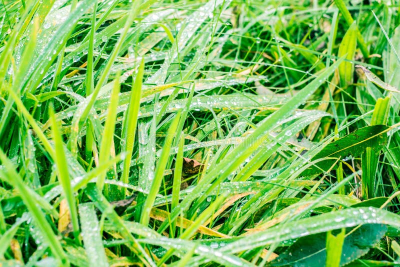 Colírio das folhas fotografia de stock