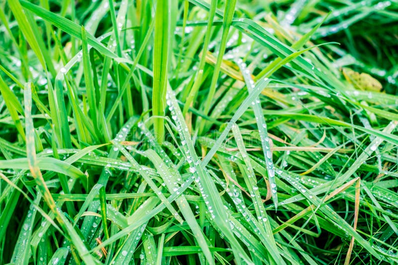 Colírio das folhas imagens de stock royalty free