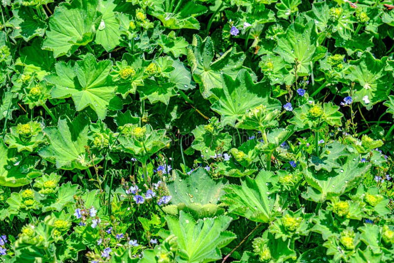 Colírio nas folhas foto de stock royalty free