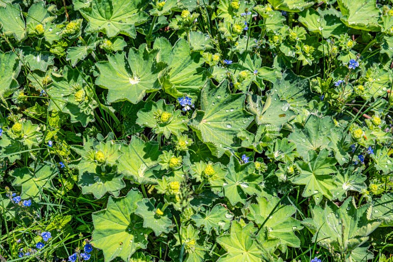 Colírio nas folhas imagens de stock royalty free