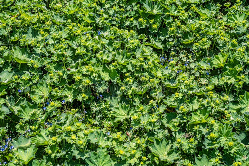 Colírio nas folhas fotografia de stock