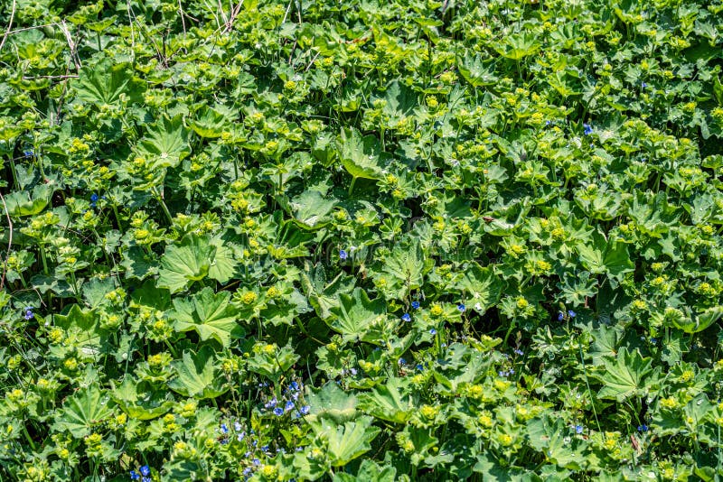Colírio nas folhas imagens de stock