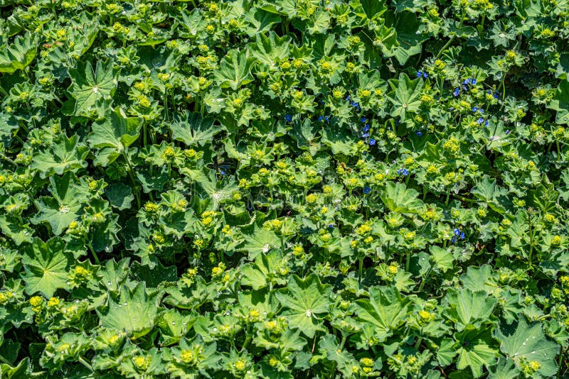 Colírio nas folhas imagem de stock