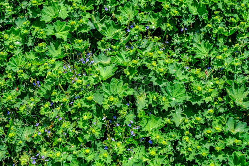 Colírio nas folhas fotografia de stock