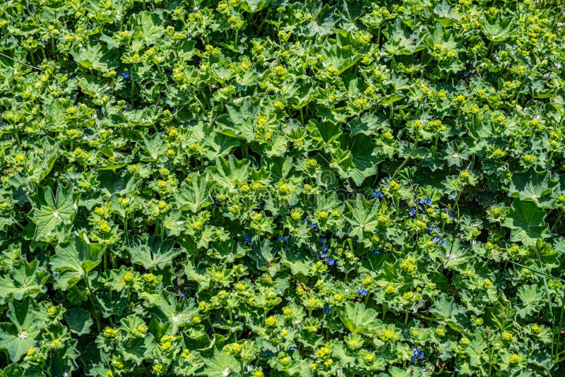 Colírio nas folhas foto de stock