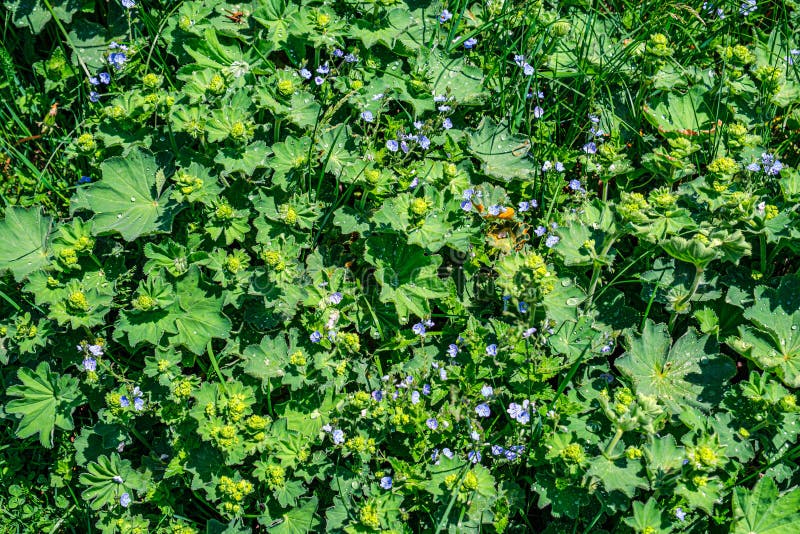 Colírio nas folhas imagem de stock royalty free