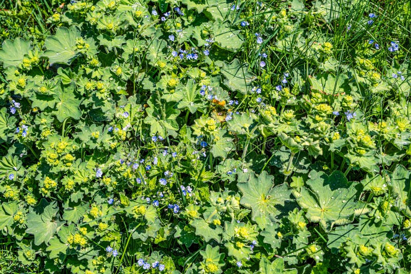 Colírio nas folhas fotografia de stock royalty free