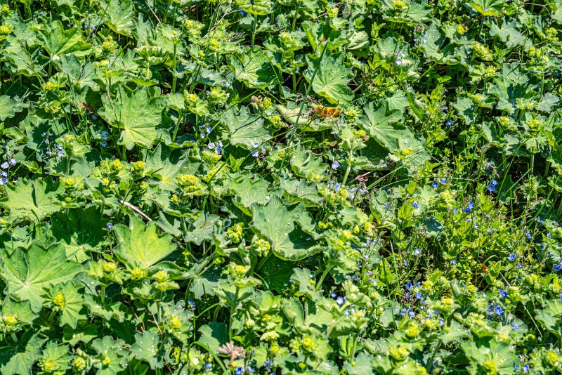 Colírio nas folhas foto de stock royalty free