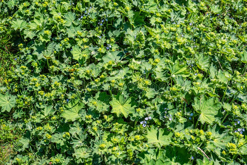 Colírio nas folhas fotografia de stock royalty free